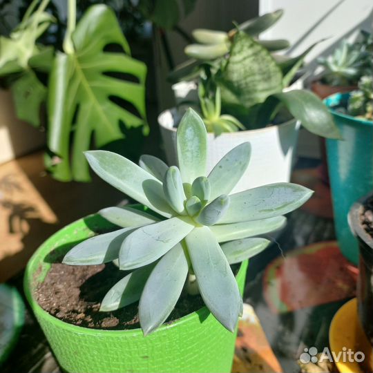 Суккулент эхеверия