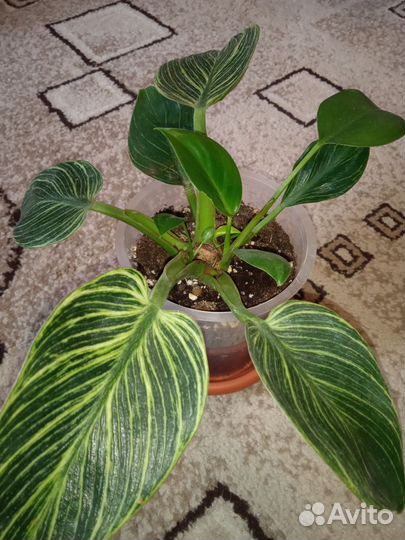 Филодендрон