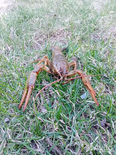 Живые и вареные раки