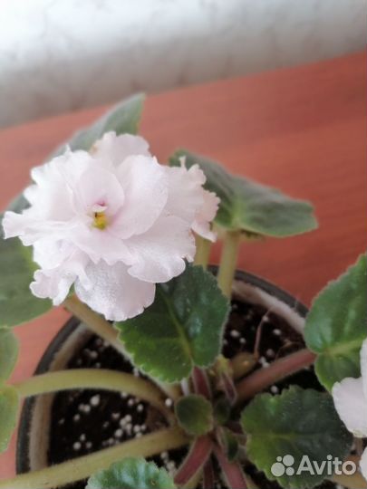 Цветы фиалки