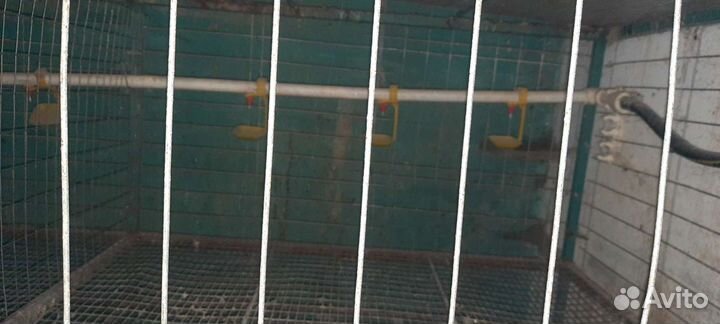 Клетки для кур