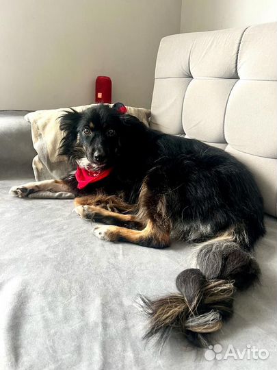 Красивая собака