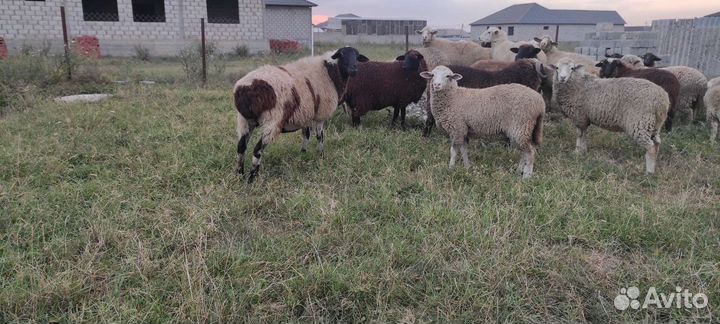 Овцы бараны ягнята