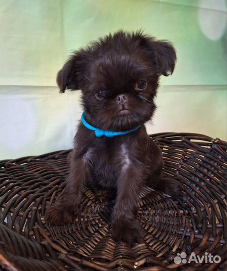 Щенки гриффона