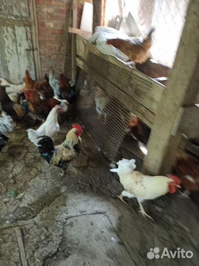 Куры несушки