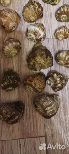 Ракушка рапан