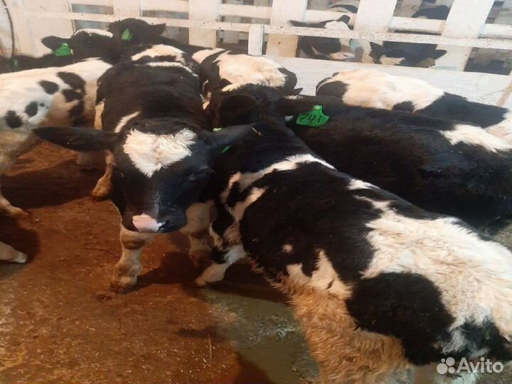 Телки, бычки