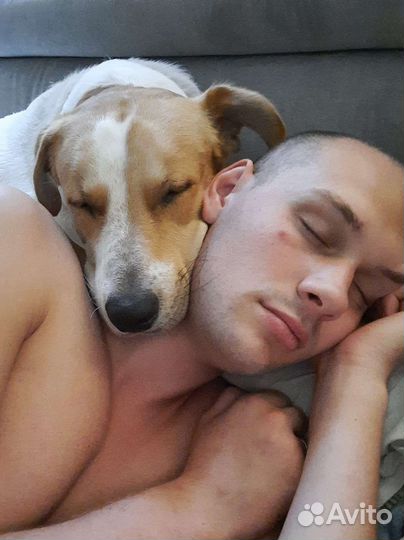 Собака для фотосессии