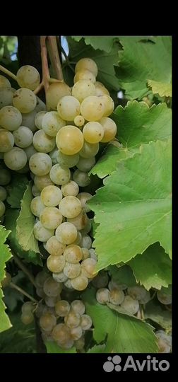Виноград