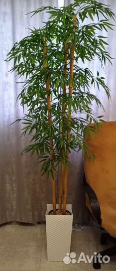 Бамбуковое дерево