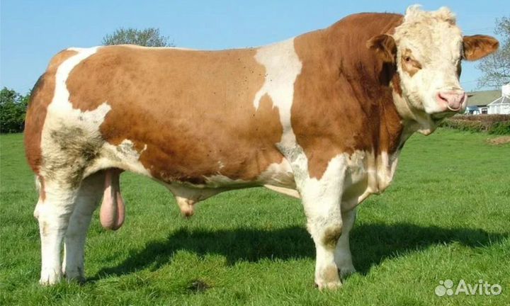 Коров, быков, телок, лошадей