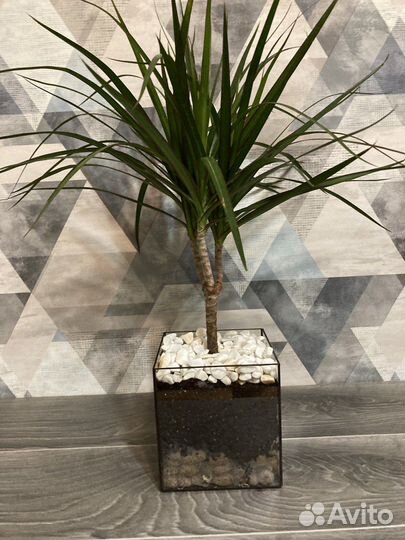 Пальма драцена