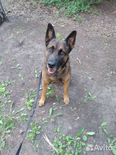 Передержка собак. Профессиональная