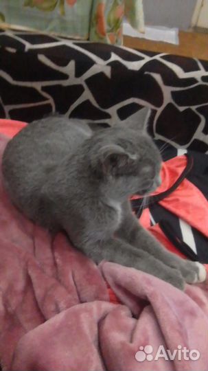 Кошечка в добрые руки