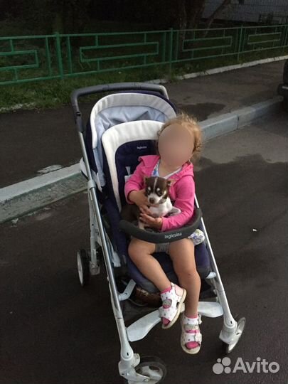 Коляска прогулочная Инглезина, модель Трилогия