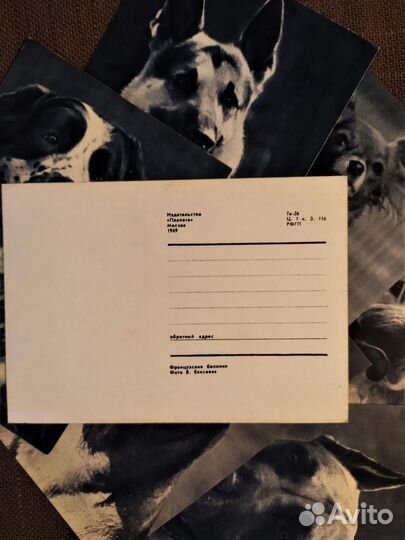 Открытки и календарики СССР. Собаки. Цена за все
