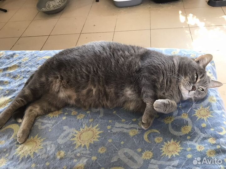 Котик здесь не просто так