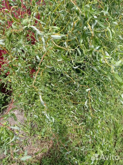 Ива кудрявая