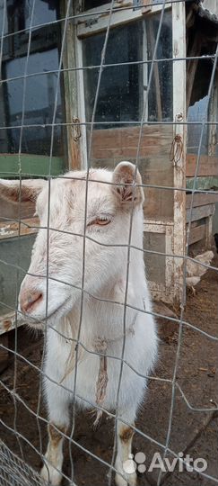 Козы,козлята