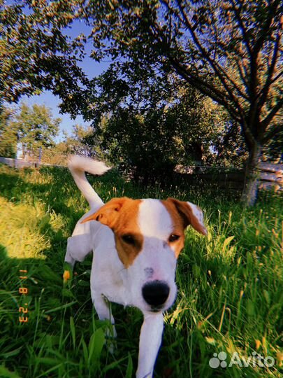 Джек рассел терьер мальчик