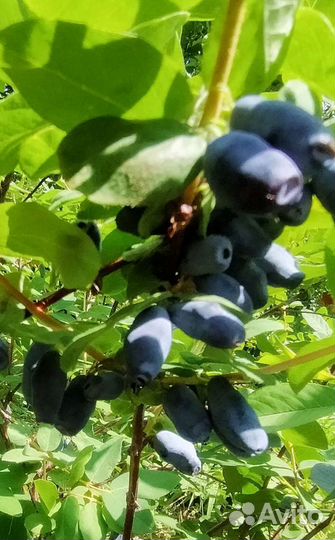 Жимолость съедобная крупноплодная (саженцы)