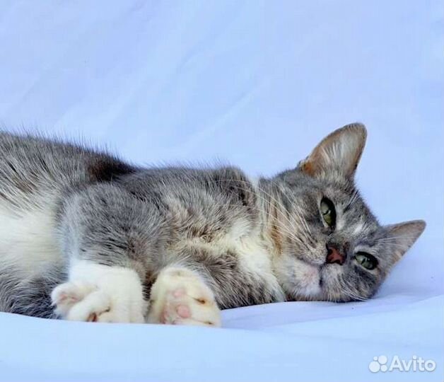 Кошку бросили