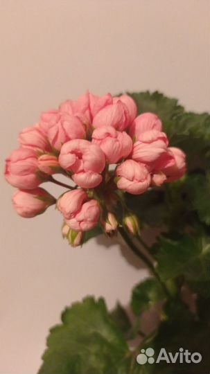 Пеларгония тюльпановидная