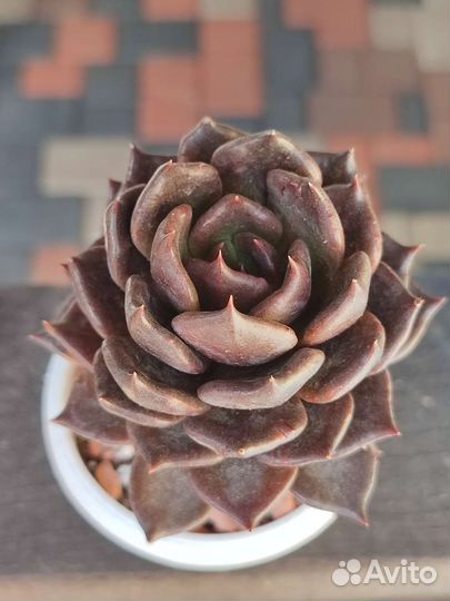 Эхеверия Черный принц. Суккулент