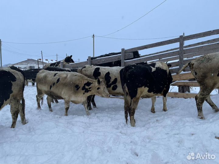 Племенные нетели в лизинг