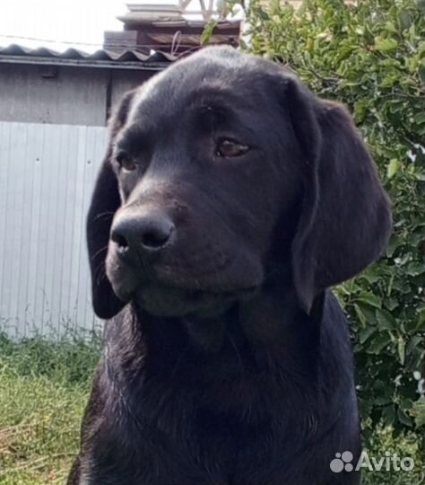 Щенки лабрадора. Все окрасы
