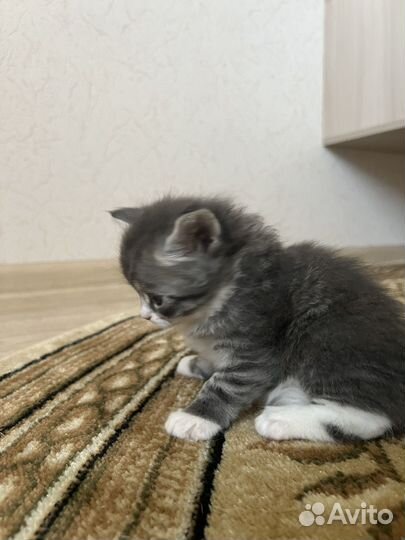 Котята в добрые руки приучены к лотку