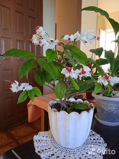 Клеродендрум