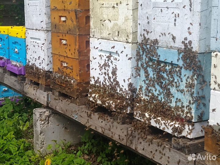 Пчелосемьи Карника на высадку