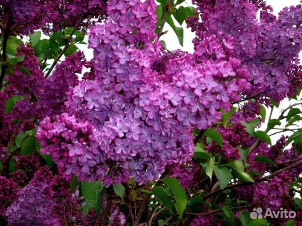 Цветы многолетники