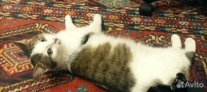 Котик ищет дом