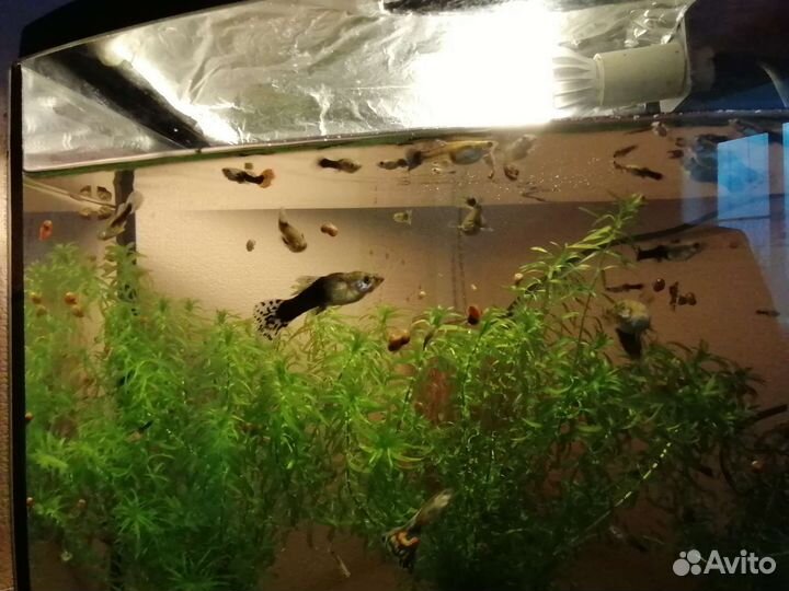 Аквариумные рыбки гуппи