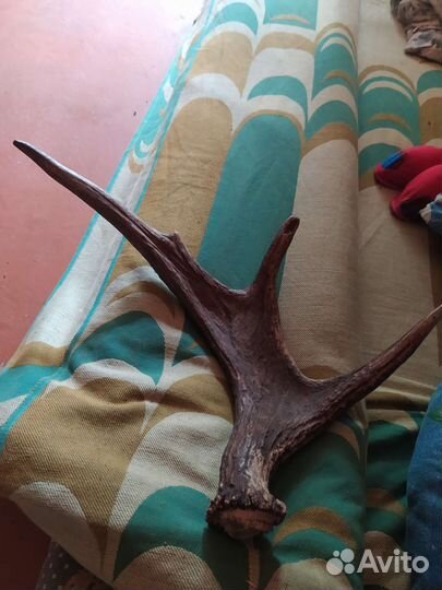 Продам рога лося