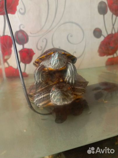 Красноухие черепахи