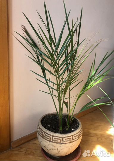 Финиковая пальма