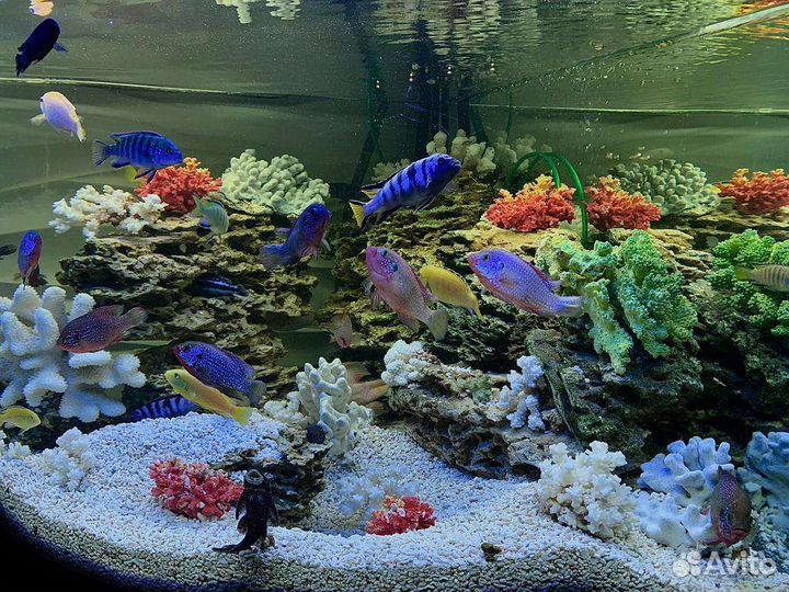 Аквариум 350 литров с тумбой и рыбками