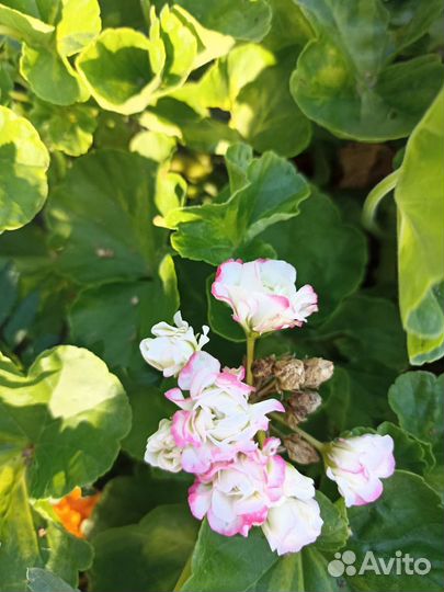 Пеларгония герань