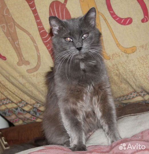 Особенная кошечка Вита ищет дом