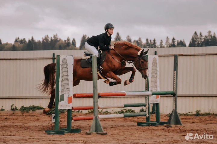 Тренировки по конному спорту и верховой езде