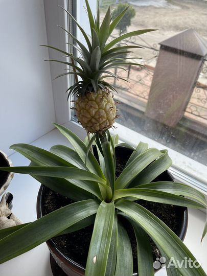 Ананас