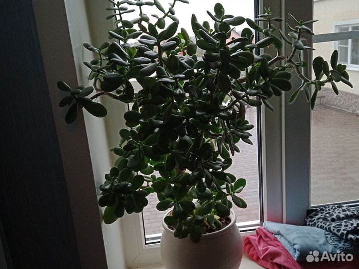 Денежное дерево толстянка крассула