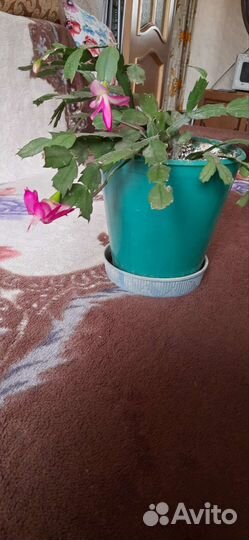 Алое,папоротник,глоксинии,фикус 130см