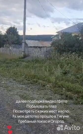 Пихтовое масло. Таёжное