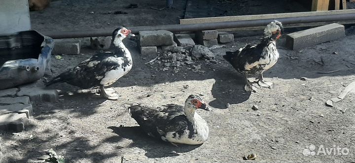 Селезни индоутки