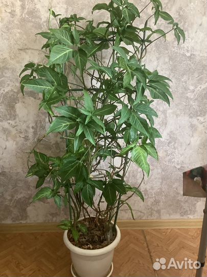 Комнатные растения цветы большие