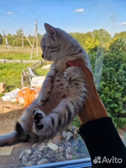 Котята 2 месяца